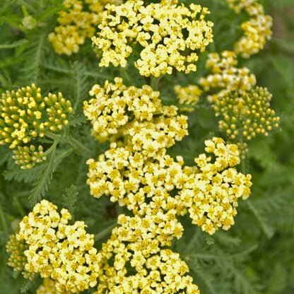 Yarrow, Sunny Seduction