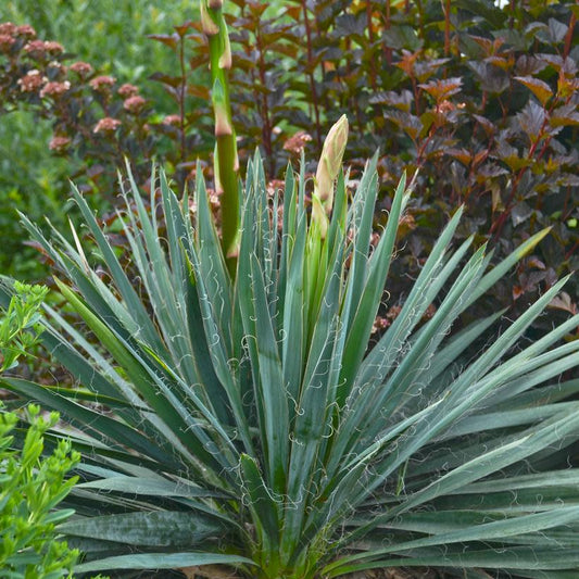 Yucca, Excalibur