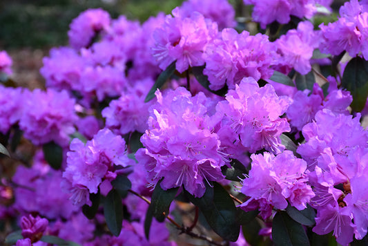 Rhododendron, P.J.M. Elite 2 gallon